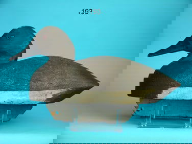 CANVASBACK HEN, MICHIGAN