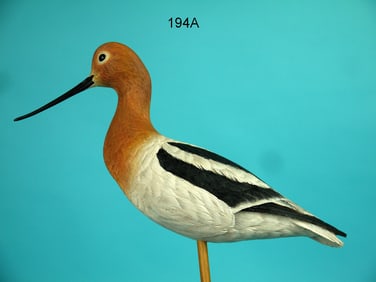 AVOCET, R. TEPLEY