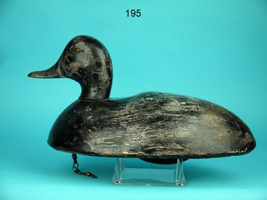 BLUEBILL DRAKE, F. PLICHTA