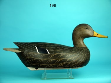 BLACK DUCK, W. GEONNE