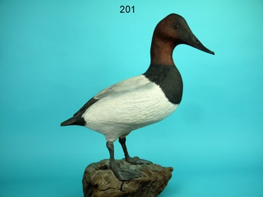 CANVASBACK DRAKE, B. KILLEN