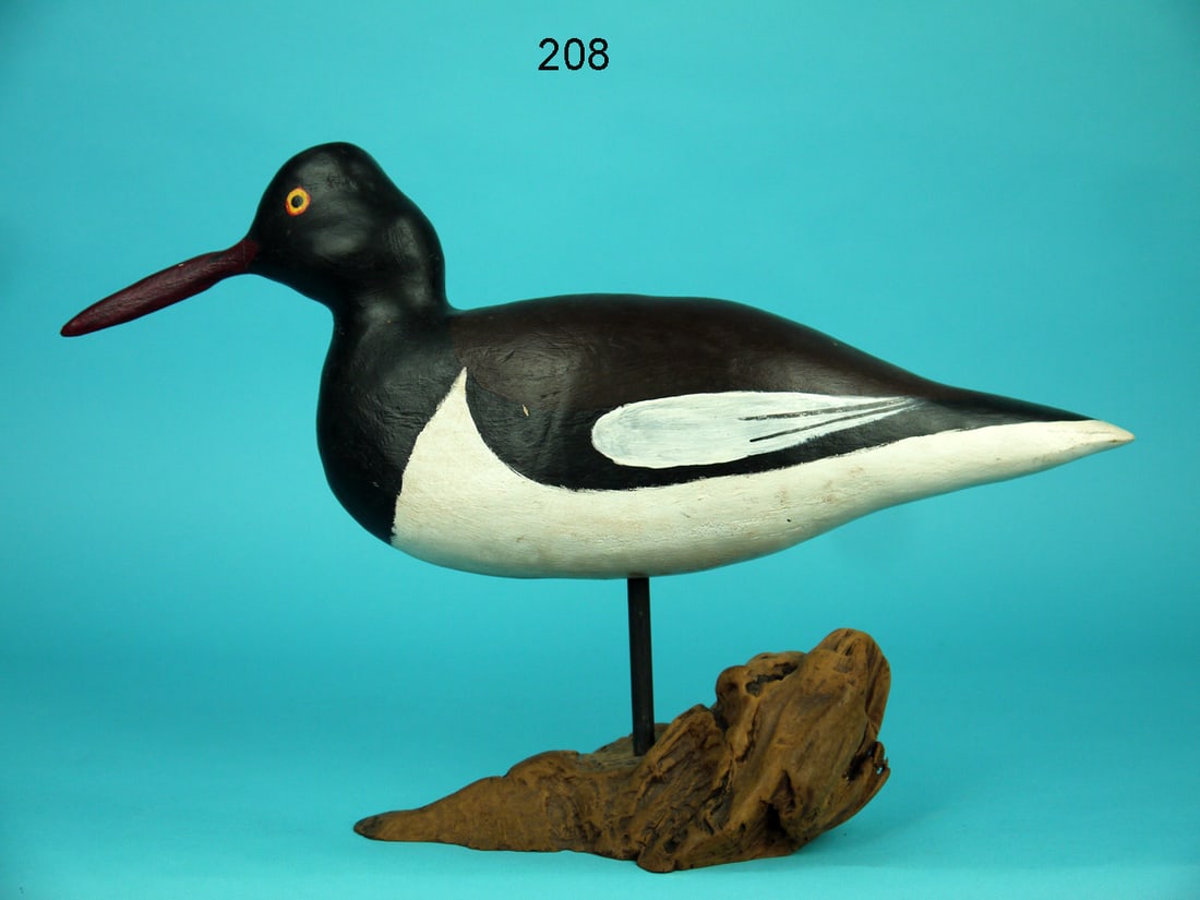 OYSTER CATCHER, B. BOOTH (1 of 4)