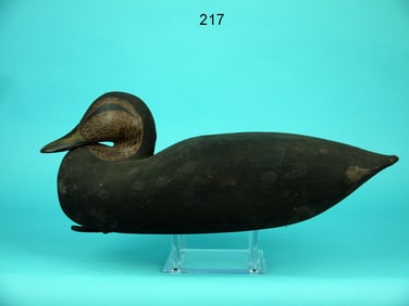 BLACK DUCK, VIRGINIA