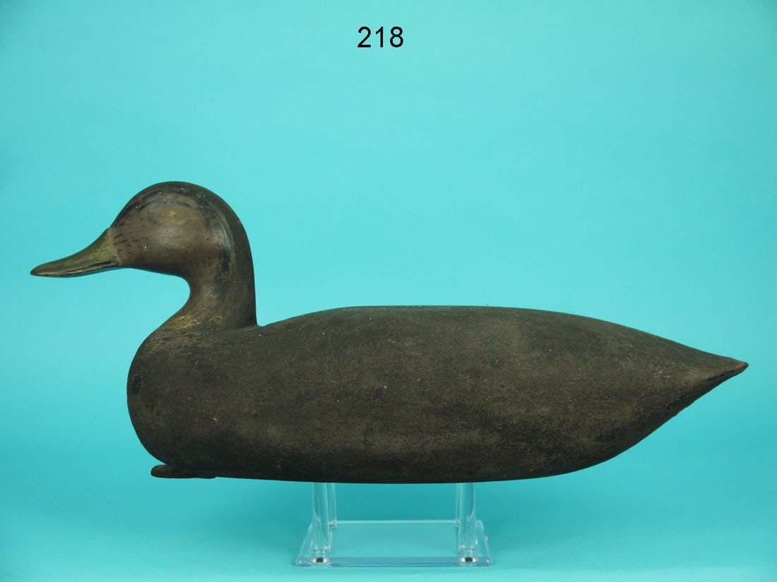 BLACK DUCK, VIRGINIA: BLACK DUCK, probably Virginia. Good flocked paint and structural condition. Hollow construction. Paint ticking to head. Alert head position. Retains oval weight and leather rigging. Overall length is 