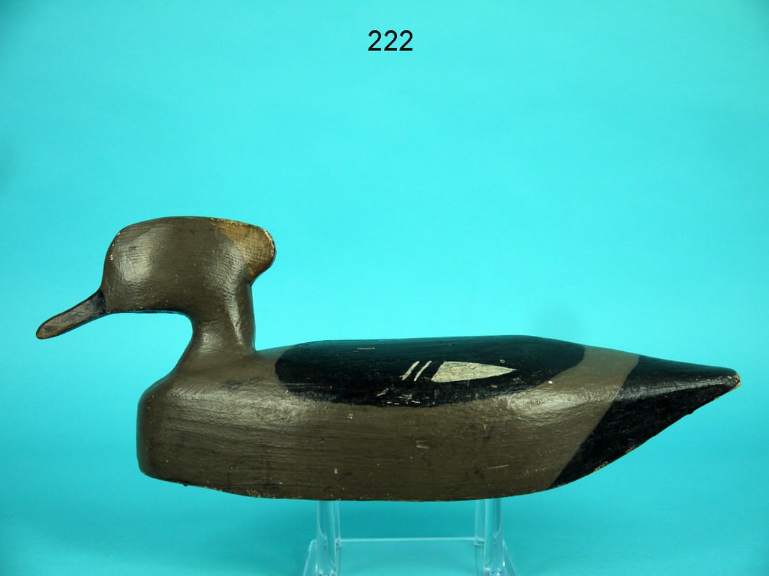 HOODED MERGANSER HEN, CHINCOTEAGUE (1 of 4)