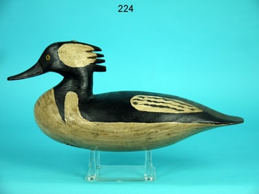 HOODED MERGANSER DRAKE, D. DAISEY