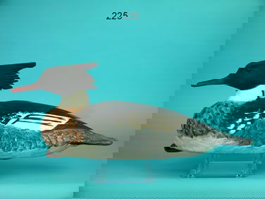 RED-BREASTED MERGANSER DRAKE, D. DAISEY