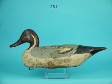 PINTAIL DRAKE, M. HANCOCK