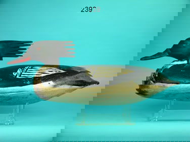 RED-BREASTED MERGANSER DRAKE, D. JESTER