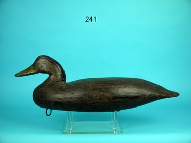 BLACK DUCK, D. JESTER