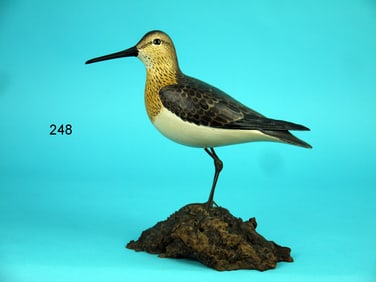 PECTORAL SANDPIPER, L. JOHNSON