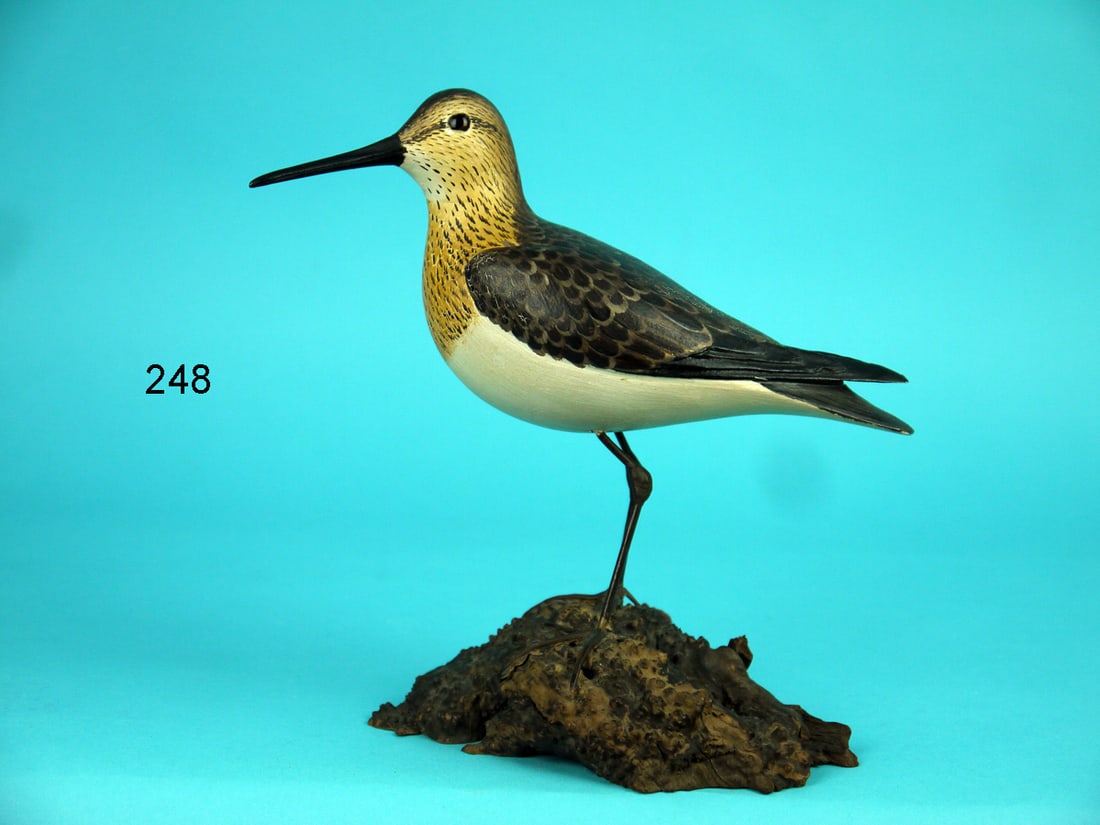 PECTORAL SANDPIPER, L. JOHNSON (1 of 4)