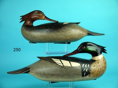RED-BREASTED MERGANSERS, B.WHITE
