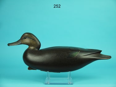BLACK DUCK, B. WHITE