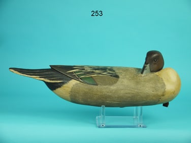 PINTAIL DRAKE, B. WHITE