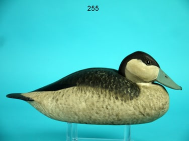 RUDDY DUCK DRAKE, B. WHITE