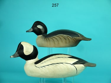 BUFFLEHEAD PAIR, WARD BROS.