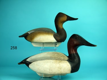 CANVASBACK PAIR, WARD BROS.