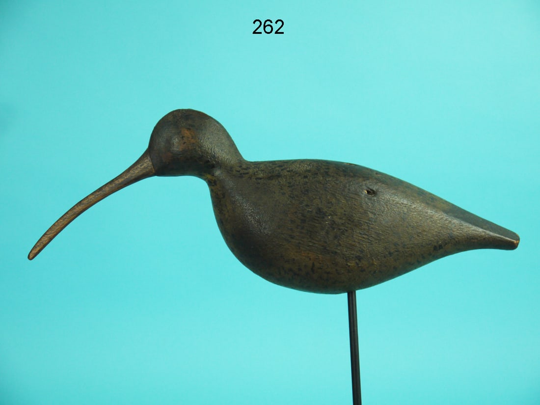 EARLY CURLEW, EASTERN SHORE, VA (1 of 4)