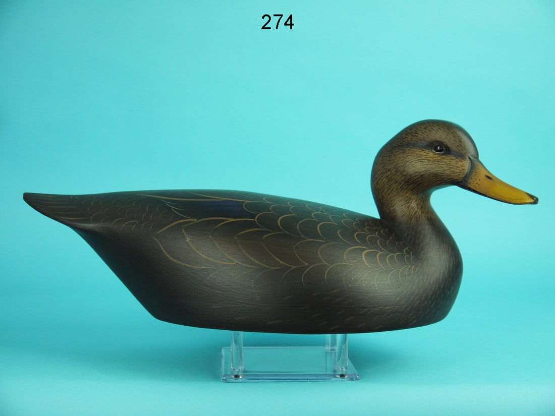 BLACK DUCK, S. SUTTON (1 of 4)