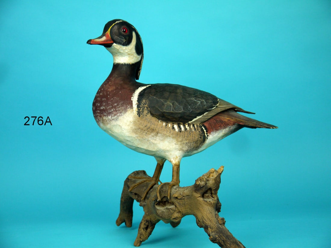 STANDING WOOD DUCK DRAKE, S. SPARRE: STANDING WOOD DUCK DRAKE by noted carver Stan Sparre, East Falmouth, MA, (1922-2011). Very good original paint with some discoloration from age to white areas. Good structural condition with tip of on