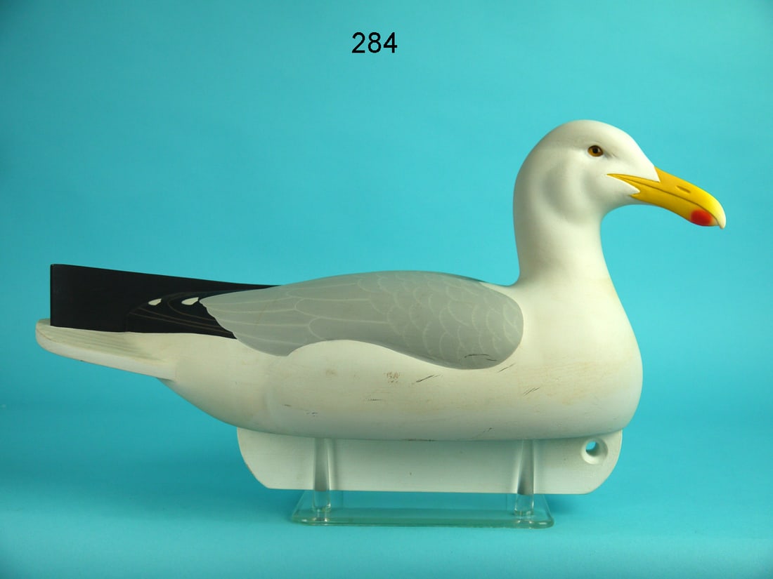 GRAY-BACKED GULL, C.R. MARTER, JR. (1 of 4)