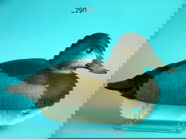 RING BILL HEN, C.R. MARTER, JR.