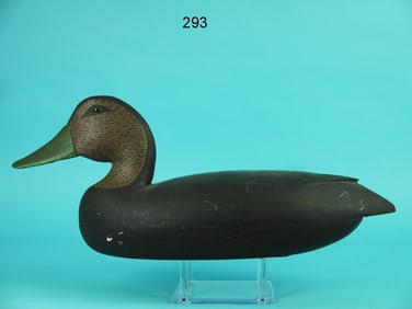 BLACK DUCK, L. BOLDIZAR