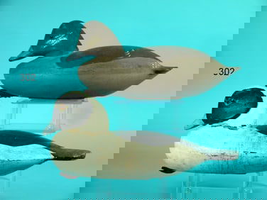 TWO BUFFLEHEADS, NEW JERSEY