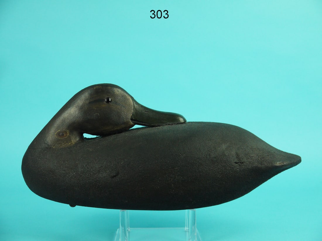 PREENING BLACK DUCK HEN, NJ (1 of 4)