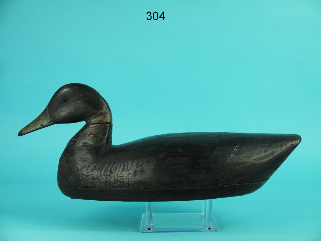 BLACK DUCK, DELAWARE RIVER (1 of 4)