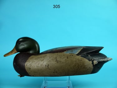 MALLARD DRAKE, DELAWARE RIVER