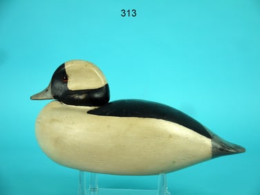BUFFLEHEAD DRAKE, D. DALRYMPLE