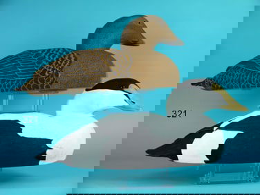 EIDER PAIR, F.C. HARVEY