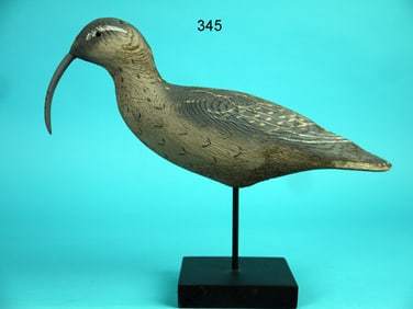 CURLEW, HERTER'S