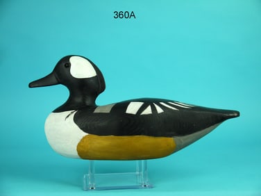 HOODED MERGANSER DRAKE, R. GANT