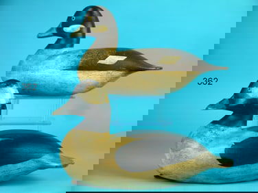 BUFFLEHEAD PAIR, NEW JERSEY