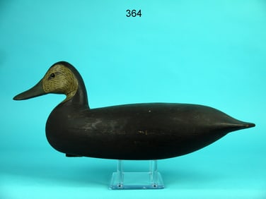 BLACK DUCK, NEW JERSEY