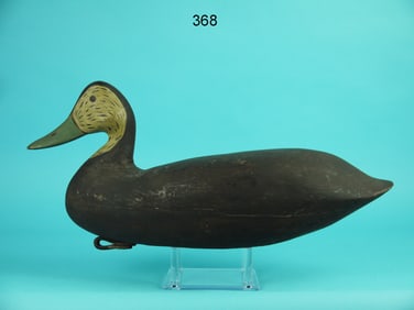 BLACK DUCK, CAPE MAY COUNTY