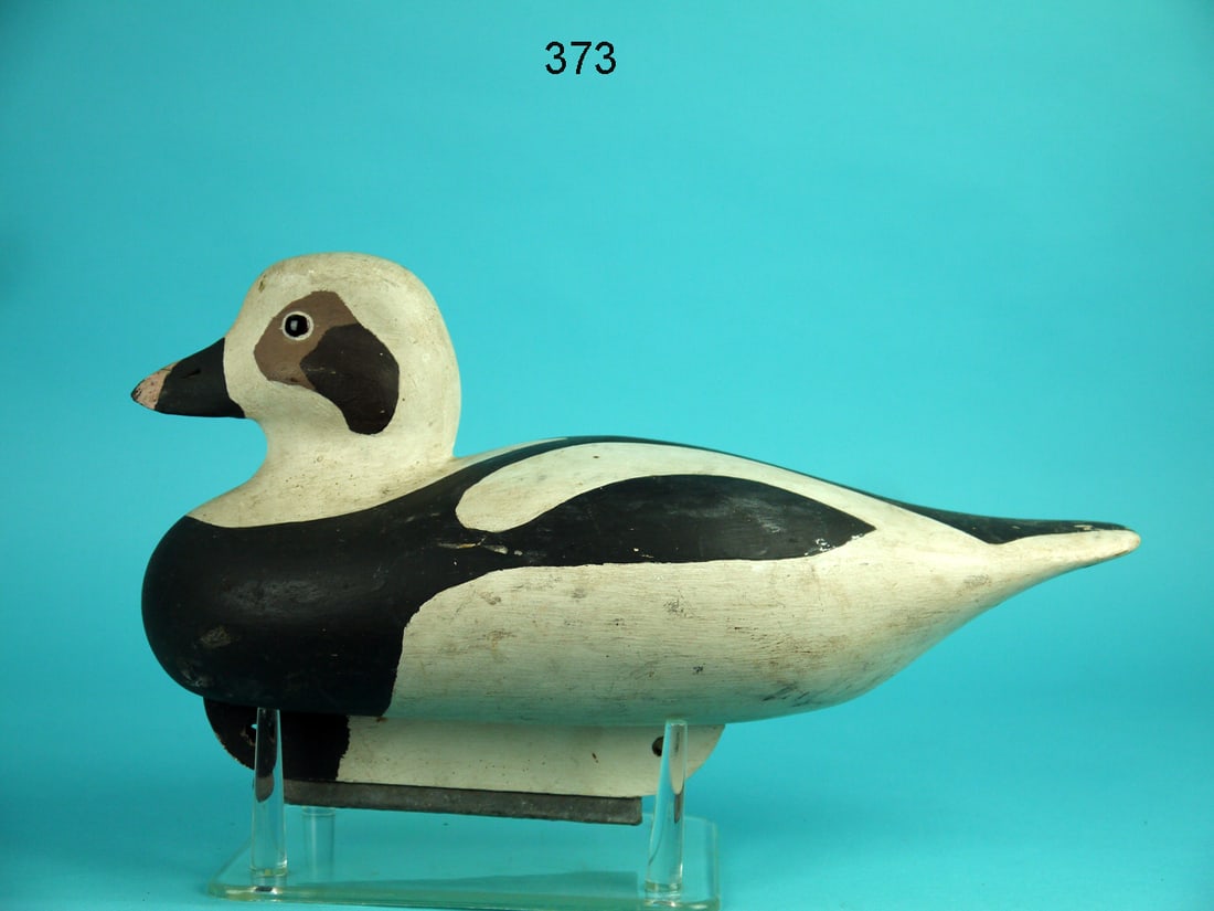 LONG-TAILED DRAKE, RST (1 of 4)