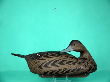 PINTAIL HEN, C. ALLSOPP