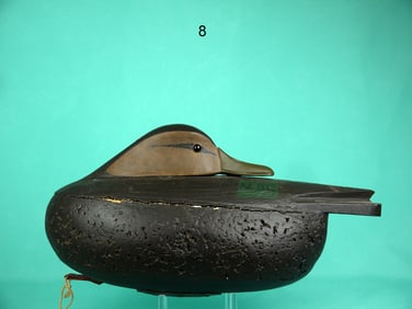 BLACK DUCK, R. DALEY