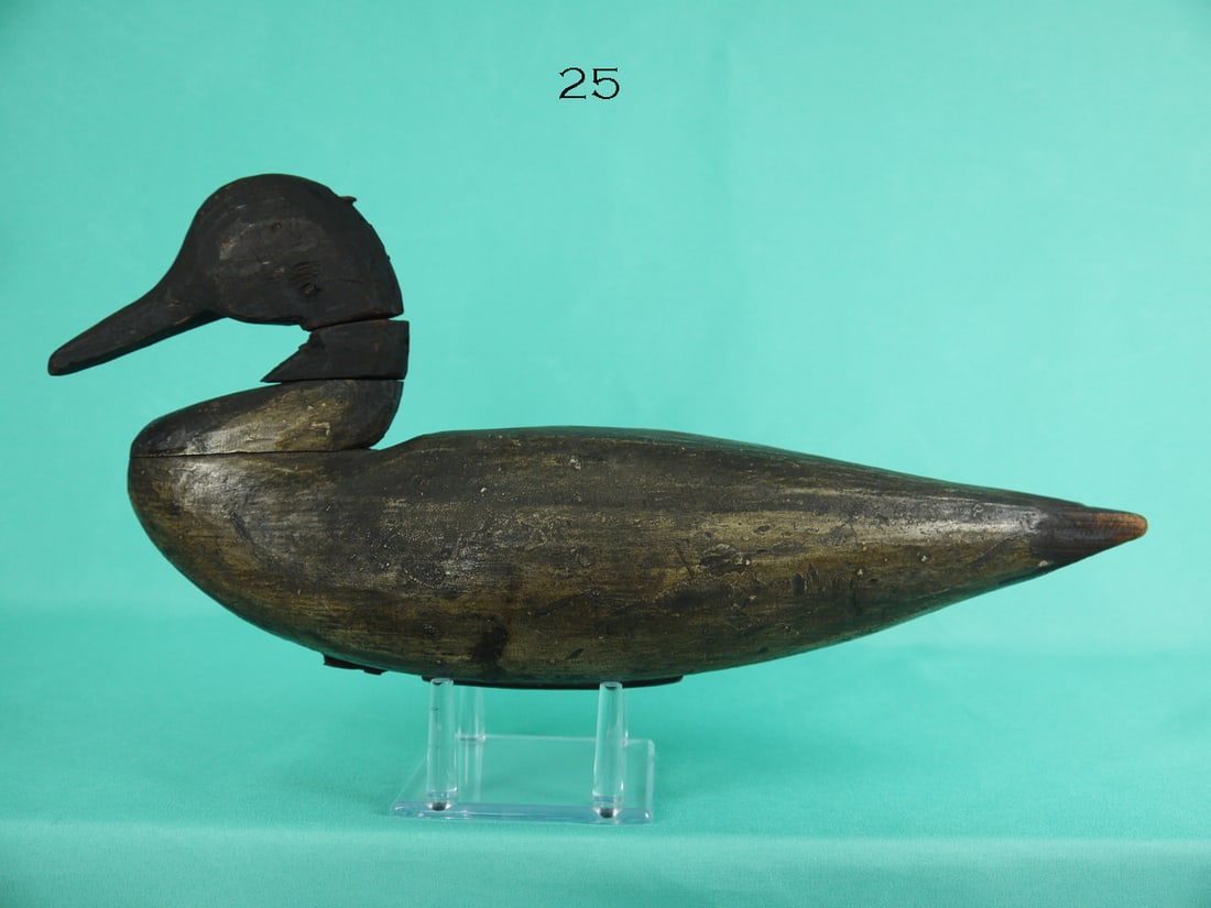 PINTAIL DRAKE, BLAIR SCHOOL (1 of 4)