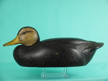 BLACK DUCK, J. CHOBRDA