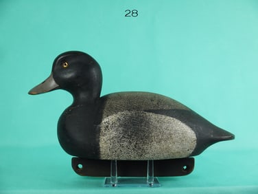 BROADBILL DRAKE, J. CHOBRDA