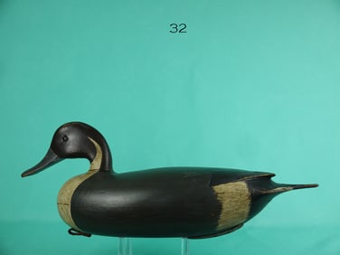 PINTAIL DRAKE, FLORENCE SCHOOL