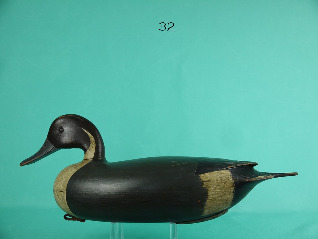 PINTAIL DRAKE, FLORENCE SCHOOL (1 of 4)