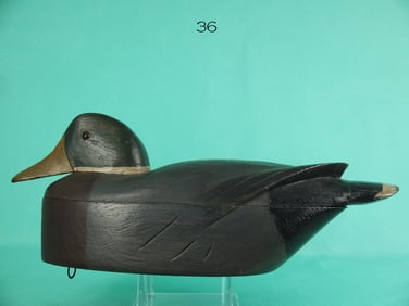 MALLARD DRAKE, J. MARINKOS