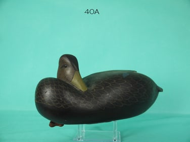BLACK DUCK, D. MORRONE