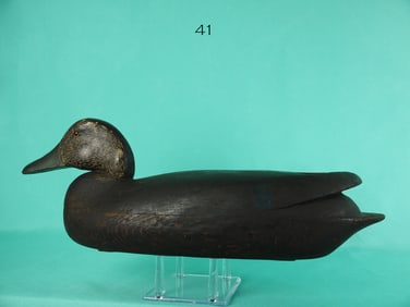 BLACK DUCK, DELAWARE RIVER